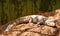 Marsh Crocodile lying on Ground in Sunlight