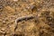 Marsh crocodile or mugger crocodile or broad snouted crocodile basking at ranthambore national park