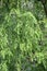 Marsh cypress Taksodium double-row Taxodium distichum L. Ri