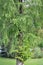 Marsh cypress Taksodium double-row Taxodium distichum L. Rich.