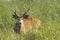 Marsh deer adult male with horns, grazing in green field with tall grass