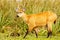 Marsh Deer (Blastocerus dichotomus)