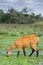 Marsh Deer in Esteros del Ibera