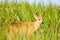 Marsh deer, Ibera, Argentina.