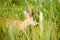 Marsh deer, Ibera, Argentina.