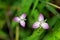 Marsh dewflower, Murdannia keisak