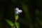 Marsh dewflower ( Murdannia keisak ) flowers. Commelinaceae annual weeds.