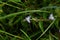 Marsh dewflower ( Murdannia keisak ) flowers. Commelinaceae annual weeds.