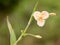 Marsh Dewflower, Murdannia lanuginosa