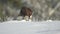 marsh eagle feeds in the snow