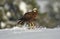 marsh eagle is about to hunt from its perch on a snowy day