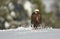 Marsh eagle is about to hunt from its perch on a snowy day