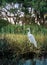 Marsh Egret