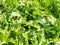 Marsh fleawort, Tephroseris palustris or Senecio congestus, fresh leaves on marshes of Marker Wadden, Netherlands