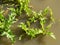 Marsh fleawort, Tephroseris palustris or Senecio congestus, fresh leaves on marshes of Marker Wadden, Netherlands