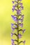 Marsh Fragrant Orchid close up