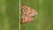 Marsh fritillaries Euphydryas aurinia in cop