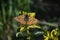 Marsh fritillary butterfly