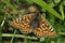 Marsh Fritillary Butterfly