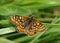 Marsh Fritillary Butterfly