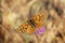 The Marsh Fritillary butterfly or Euphydryas aurinia