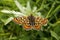 Marsh Fritillary butterfly, Euphydryas aurinia