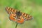 The Marsh Fritillary butterfly or Euphydryas aurinia , butterflies of Iran