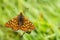 Marsh Fritillary butterfly, Euphydryas aurinia, with open wings