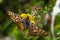 Marsh Fritillary butterfly viewed head on