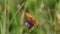 Marsh fritillary (Euphydryas aurinia) butterfly is on a purple flower