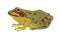 Marsh frog, amphibian animal. European froggy with spotted multicolor skin. Pelophylax ridibundus, spotty froglet side