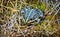 Marsh Frog crouched in the grass.