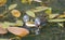 Marsh frog Pelophylax ridibundus in a pond with inflated vocal sacs on either side of its head