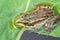 Marsh frog in pond full of weeds. Green frog Pelophylax esculentus sitting in water