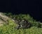 Marsh Frog, rana ridibunda, Adult standing on Moss