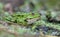 Marsh frog sits on a green shore of lake