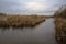 A marsh full of reeds in marsh next to a park in the italian countryside in winter
