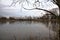 A marsh full of reeds in marsh next to a park in the italian countryside in winter