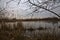 A marsh full of reeds in marsh next to a park in the italian countryside in winter