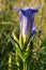 Marsh gentian