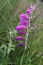 Marsh gladiolus