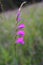 Marsh gladiolus