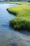 Marsh grass Along a Waterway Near the Ocean