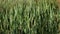 The marsh grass cane with green leaves and escapes is shaken on wind