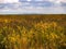 Marsh Grass at Monte Vista National Wildlife Refuge