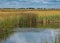 Marsh Grass at Monte Vista National Wildlife Refuge