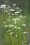 Marsh grass of parnassus, Parnassia palustris plants