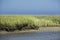 Marsh grasses at Salt Pond Bay on Cape Cod, Massachusetts