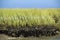 Marsh grasses at Salt Pond Bay on Cape Cod, Massachusetts