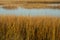 Marsh grasses at sunset in fall at Milford Point, Connecticut.